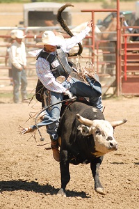 montana rodeo