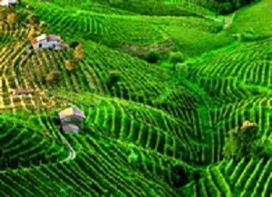 Prosecco wine hills