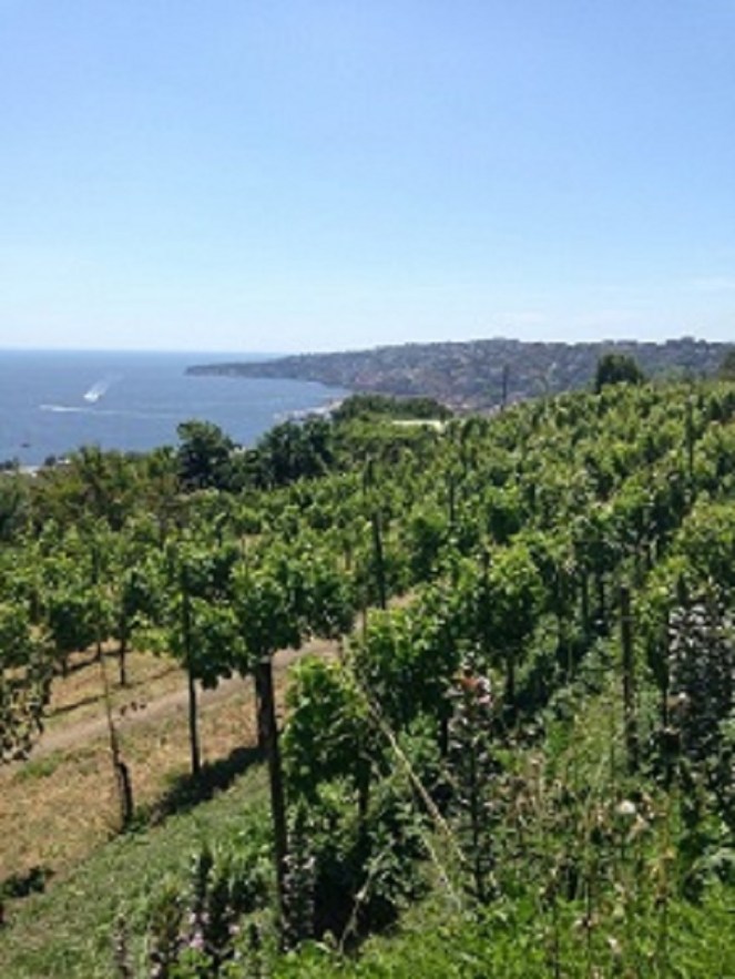 a vineyard in the city
