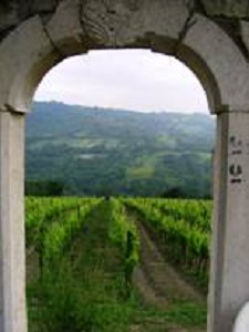 Wines and Vineyards in Naples and Campania&nbsp;Region