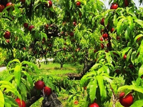 peaches and nectarines