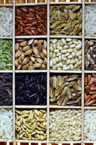 Rice diversity