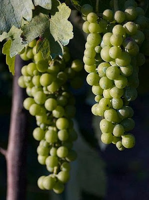 Fiano grapes