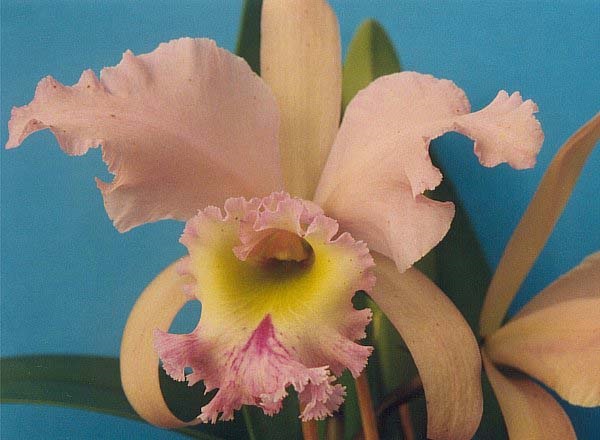 Cattleya Hermine