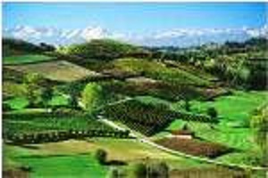 Piemonte Vineyards