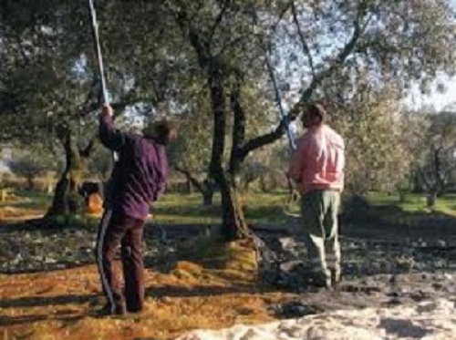 raccolta olive II