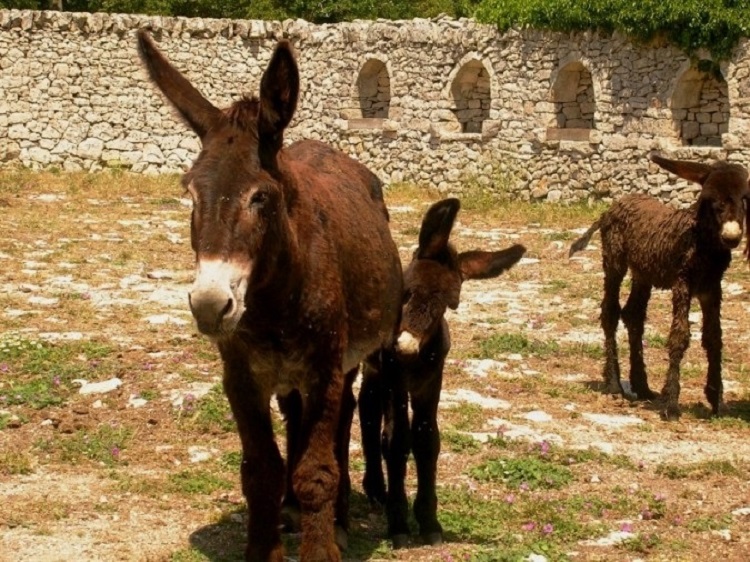 The Donkeys of Martina Franca in&nbsp;Puglia