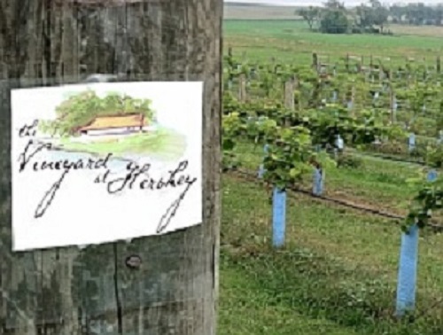 Vineyard