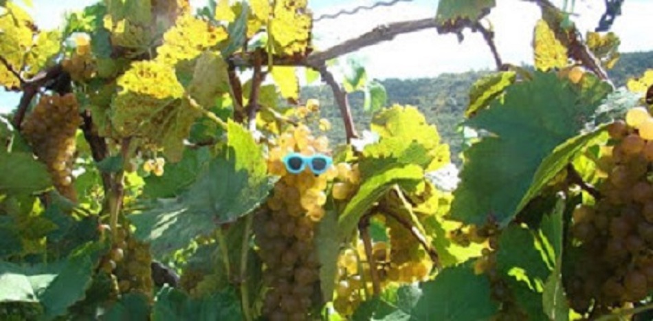 The Wine Trails of&nbsp;Pennsylvania