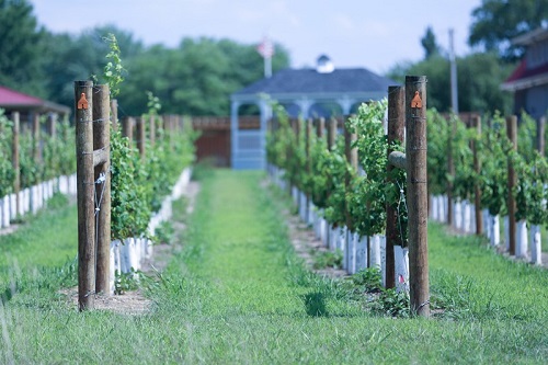 vines and gazebo