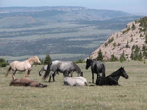 pryor mountain wild horse range montana